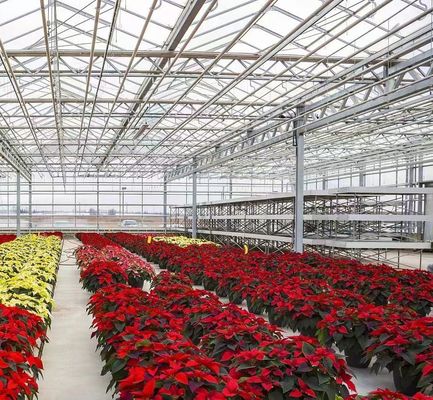 Massimizza il rendimento dei pomodori con la tecnologia anti gocciolate serra e riscaldamento temporaneo