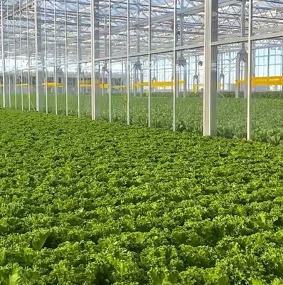 Massimizza il rendimento dei pomodori con la tecnologia anti gocciolate serra e riscaldamento temporaneo