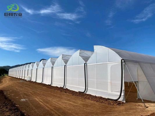 Foglie verdi ortaggi film PC foglio agricolo serre multi-span per la coltivazione idroponica