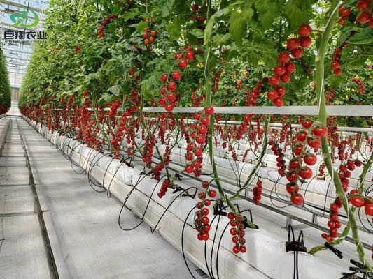Foglie verdi ortaggi film PC foglio agricolo serre multi-span per la coltivazione idroponica