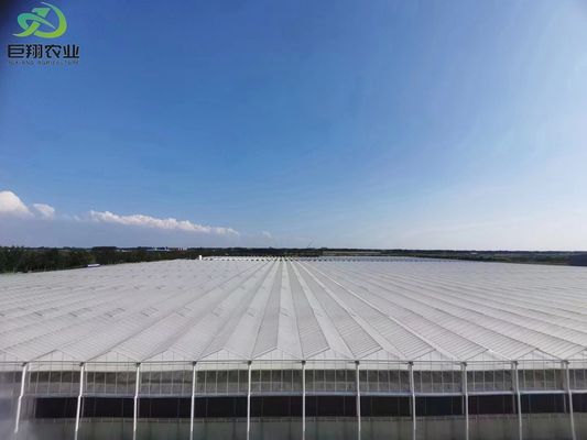 Foglie verdi ortaggi film PC foglio agricolo serre multi-span per la coltivazione idroponica