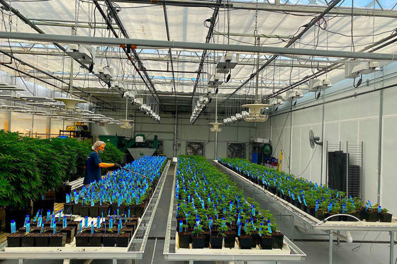 Struttura di coltivazione a doppio strato illuminata per piantine idroponiche in multi-span