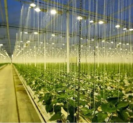Illuminazione della serra per la coltivazione delle sementi con tecnologie di illuminazione avanzate