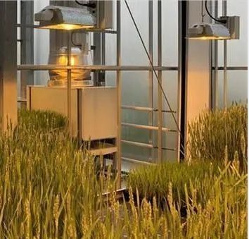 Illuminazione della serra per la coltivazione delle sementi con tecnologie di illuminazione avanzate