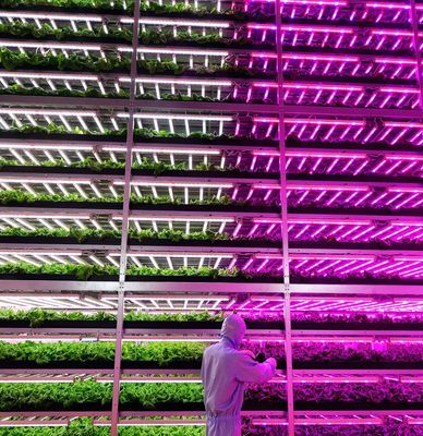 Illuminazione della serra per la coltivazione delle sementi con tecnologie di illuminazione avanzate