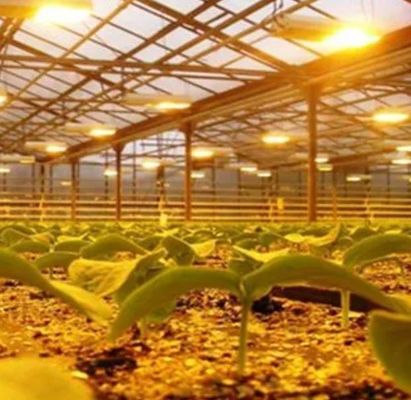Illuminazione della serra per la coltivazione delle sementi con tecnologie di illuminazione avanzate