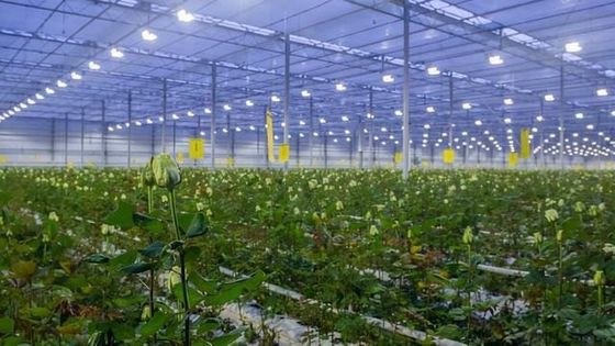 Ritorno di 30 giorni Casa di coltivazione illuminata per piantine Metodo di coltivazione illuminato