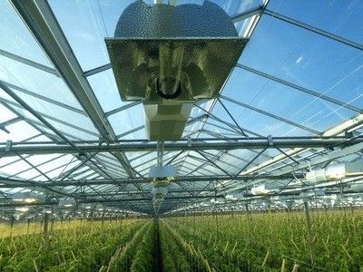 Ritorno di 30 giorni Casa di coltivazione illuminata per piantine Metodo di coltivazione illuminato