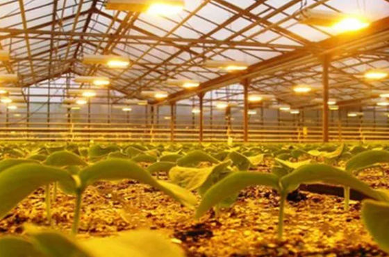 Sistema di coltivazione di pomodori cetrioli lattuga Peso lordo 2000.000kg Richiesta personalizzazione