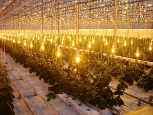 Sistema di coltivazione di pomodori cetrioli lattuga Peso lordo 2000.000kg Richiesta personalizzazione