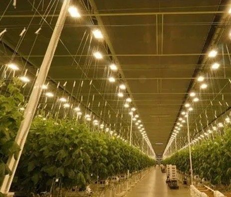 Sistema di coltivazione di pomodori cetrioli lattuga Peso lordo 2000.000kg Richiesta personalizzazione