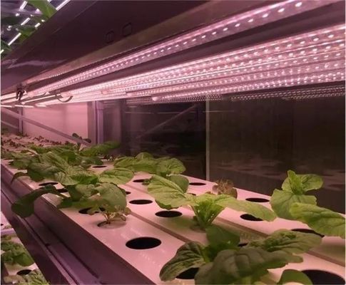 2000.000kg Spazio ambiente controllato con spruzzatore d'acqua per semina/vergine/frutta/fiore