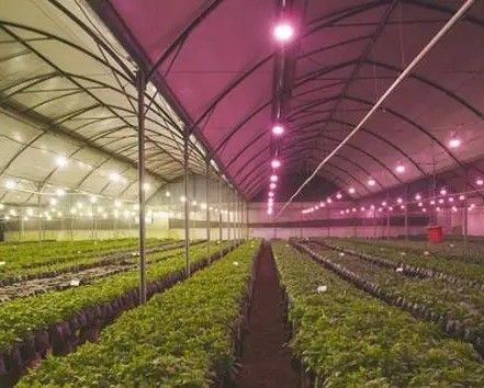 2000.000kg Spazio ambiente controllato con spruzzatore d'acqua per semina/vergine/frutta/fiore