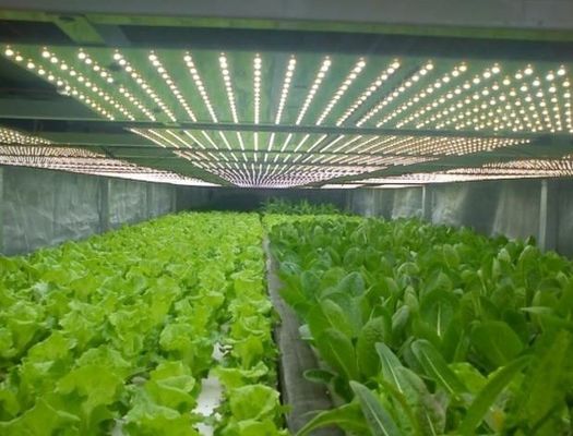 2000.000kg Spazio ambiente controllato con spruzzatore d'acqua per semina/vergine/frutta/fiore
