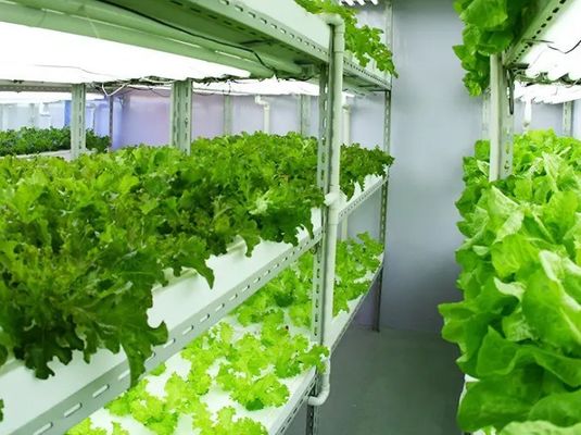 2000.000kg Spazio ambiente controllato con spruzzatore d'acqua per semina/vergine/frutta/fiore