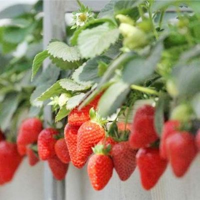 Restituzioni di restituzione Serra multi-span garantita per la coltivazione di pomodori cetrioli lattuga