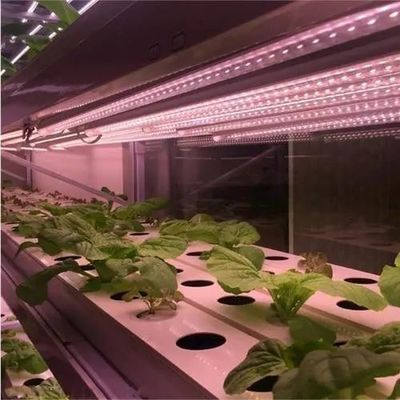 Restituzioni di restituzione Serra multi-span garantita per la coltivazione di pomodori cetrioli lattuga
