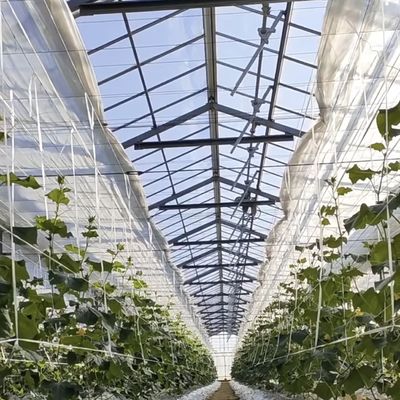 Sistema idroponico commerciale in serra personalizzazione e accessibilità a prezzi ragionevoli