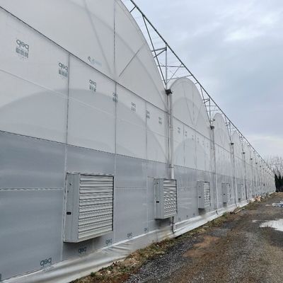 Serra a pellicola di galleria in plastica con altezza di 3-8 m per uso agricolo