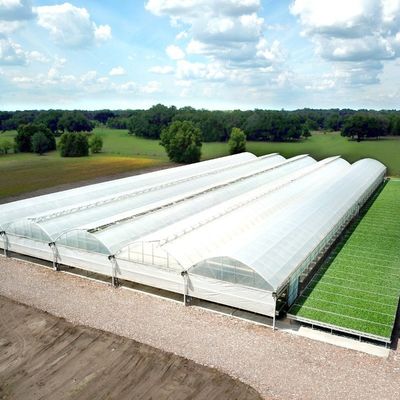 Serra a pellicola di galleria in plastica con altezza di 3-8 m per uso agricolo