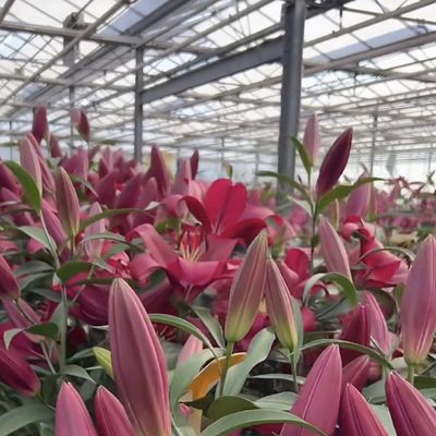 Personalizzazione Struttura in acciaio Origine Vetro Serra Sistema idroponico per fiori