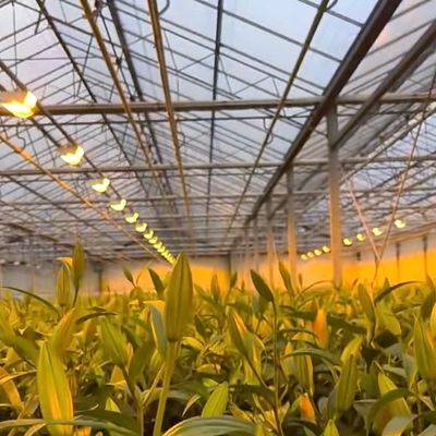 Sistema di produzione idroponica a serra a doppio strato di vetro Venlo con irrigazione a goccia