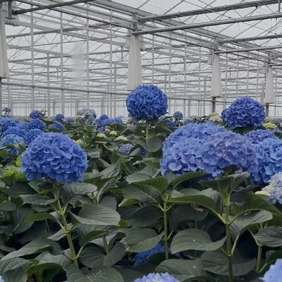 Sistema di produzione idroponica a serra a doppio strato di vetro Venlo con irrigazione a goccia