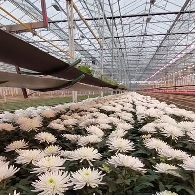 Sistema di produzione idroponica a serra a doppio strato di vetro Venlo con irrigazione a goccia