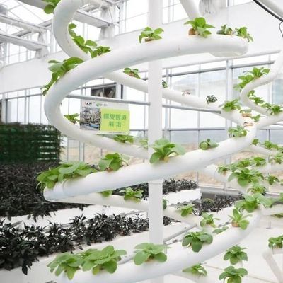 Personalizzazione del sistema idroponico in serra ad alto rendimento per la sostenibilità commerciale