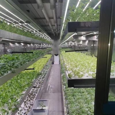 Personalizzazione del sistema idroponico in serra ad alto rendimento per la sostenibilità commerciale