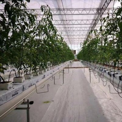 Personalizzazione del sistema idroponico in serra ad alto rendimento per la sostenibilità commerciale