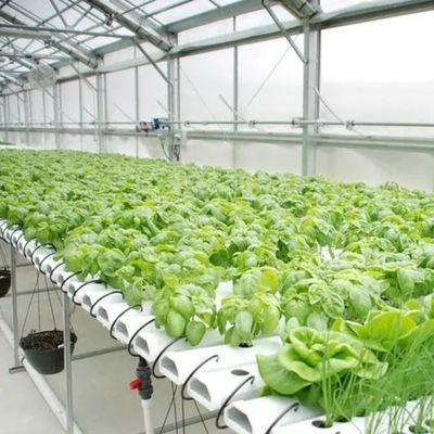 Personalizzazione del sistema idroponico in serra ad alto rendimento per la sostenibilità commerciale
