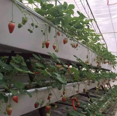 Personalizzazione del sistema idroponico in serra ad alto rendimento per la sostenibilità commerciale