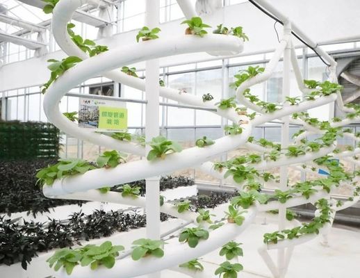 Impianto idroponico per serre a pellicola agricola con struttura in acciaio e capacità su larga scala