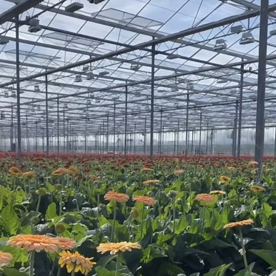 Sistema idroponico in serra di vetro Venlo per verdure fabbricate nei Paesi Bassi