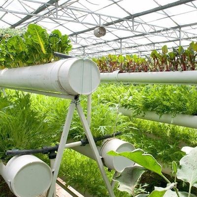L'agricoltura a pellicola semplificata Tecniche avanzate di coltivazione senza suolo per serre commerciali