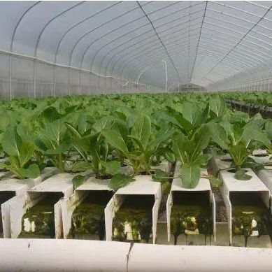 L'agricoltura a pellicola semplificata Tecniche avanzate di coltivazione senza suolo per serre commerciali