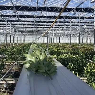 100.000kg Pacchetto Peso lordo Sistema idroponico a serra in vetro con irrigazione a goccia