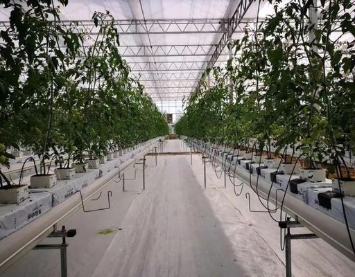 Film Sistema idroponico in serra Pacchetto Peso lordo 2000.000kg Richiesta personalizzata