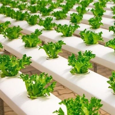Film Sistema idroponico in serra Pacchetto Peso lordo 2000.000kg Richiesta personalizzata