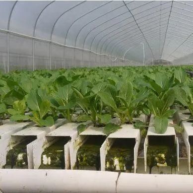 Film Sistema idroponico in serra Pacchetto Peso lordo 2000.000kg Richiesta personalizzata