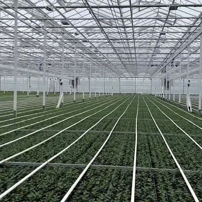 100.000kg Pacchetto Peso lordo Sistema idroponico a serra in vetro con irrigazione a goccia