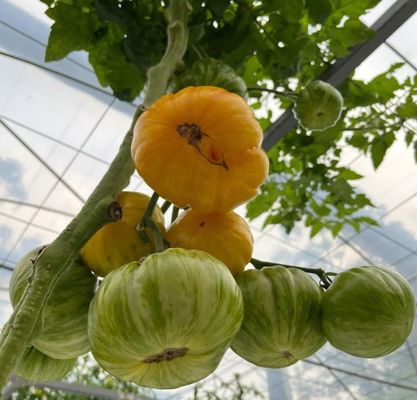 Sistema idroponico innovativo per la coltivazione in serra a pellicola Opzione di pagamento completo
