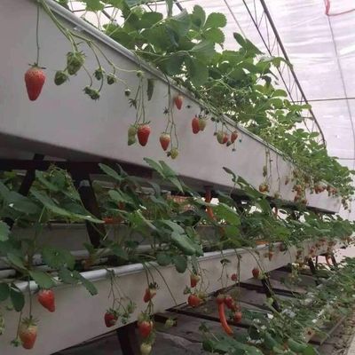 Sistema idroponico serra a pellicola di controllo del clima con riscaldamento temporaneo di Juxiang