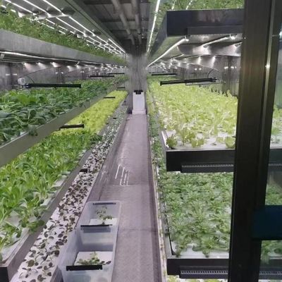 Installazione idroponica in serra di vetro per coltivazione tutto l'anno Costo di spedizione accessibile