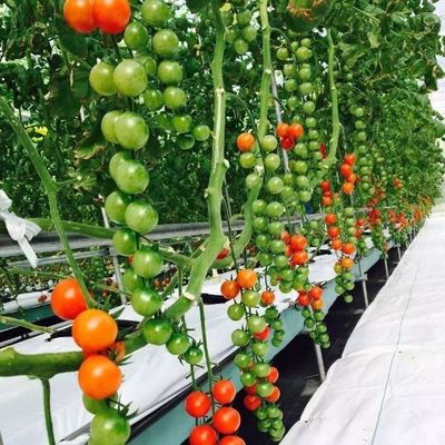 Soluzioni temporanee di riscaldamento per la coltivazione senza suolo