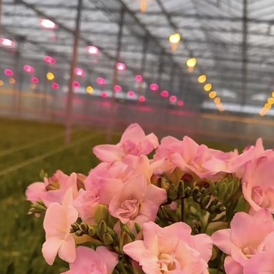 Sistema idroponico per serre in vetro multi-span per condizioni ottimali di crescita vegetale