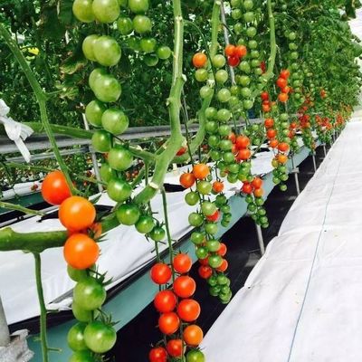 Sistema idroponico per serre agricole su larga scala con metodo di riscaldamento temporaneo