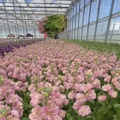 Sistema idroponico in vetro per irrigazione a goccia commerciale con personalizzazione