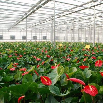 Sistema idroponico in vetro per irrigazione a goccia commerciale con personalizzazione